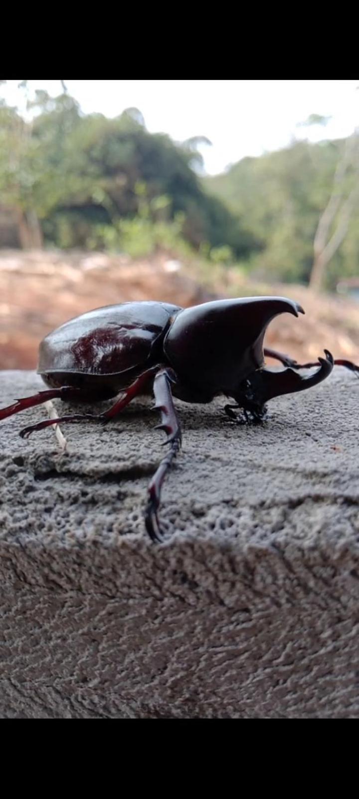 סורונג Penginapan Kofiyau מראה חיצוני תמונה